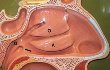 Geniz Eti Bitkisel Tedavisi Geniz Eti Bitkisel Tedavisi
