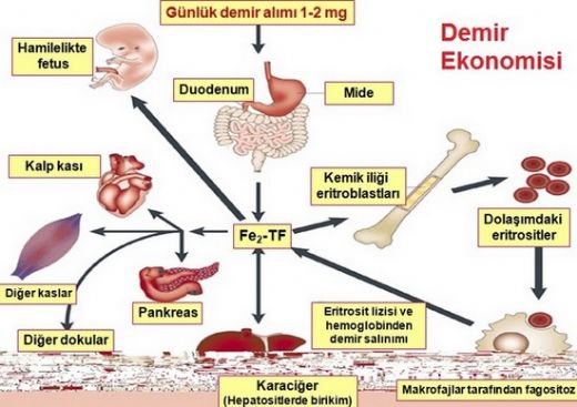 Demir Eksiklii Tedavisi