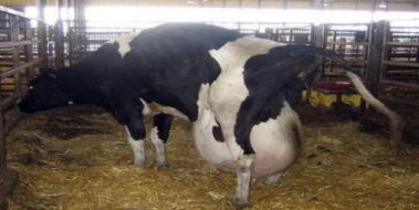 İneklerde Mastitis Tedavisi İneklerde Mastitis Tedavisi